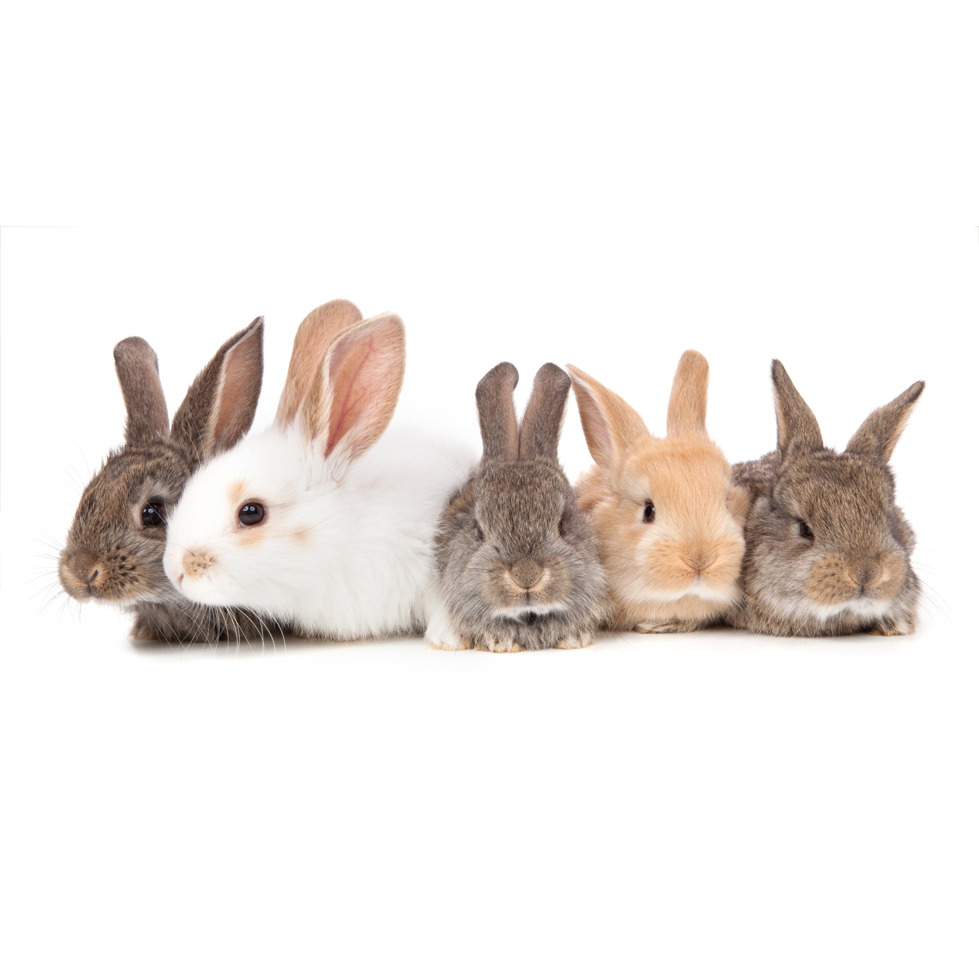 Cute Bunnies freeshipping - Beautiful Spaces Store