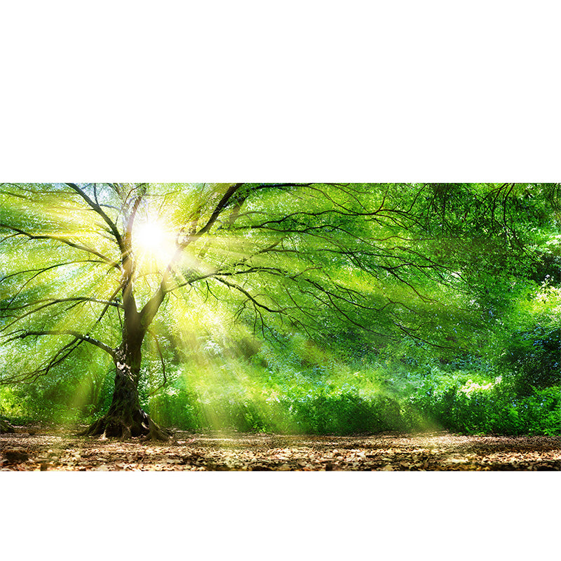 Sunlight Through Trees freeshipping - Beautiful Spaces Store