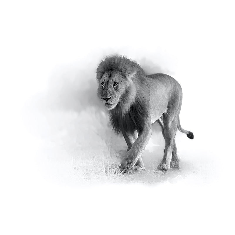 Greyscale Lion freeshipping - Beautiful Spaces Store