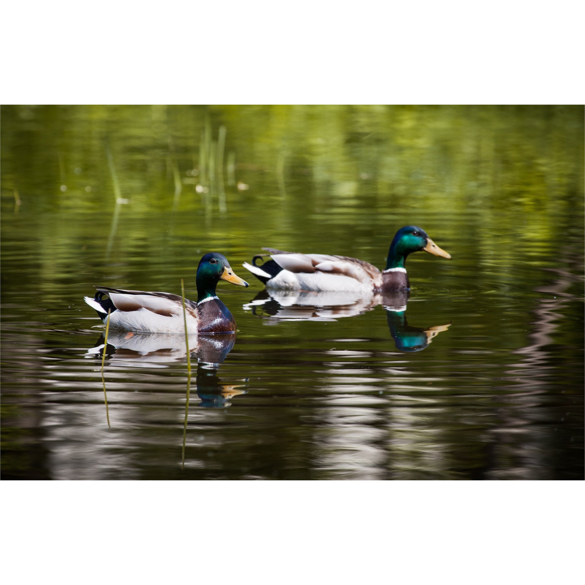 Ducks on Water freeshipping - Beautiful Spaces Store