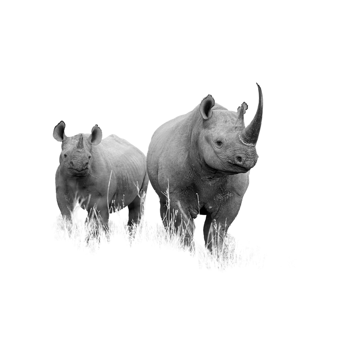 Black and White Rhino freeshipping - Beautiful Spaces Store