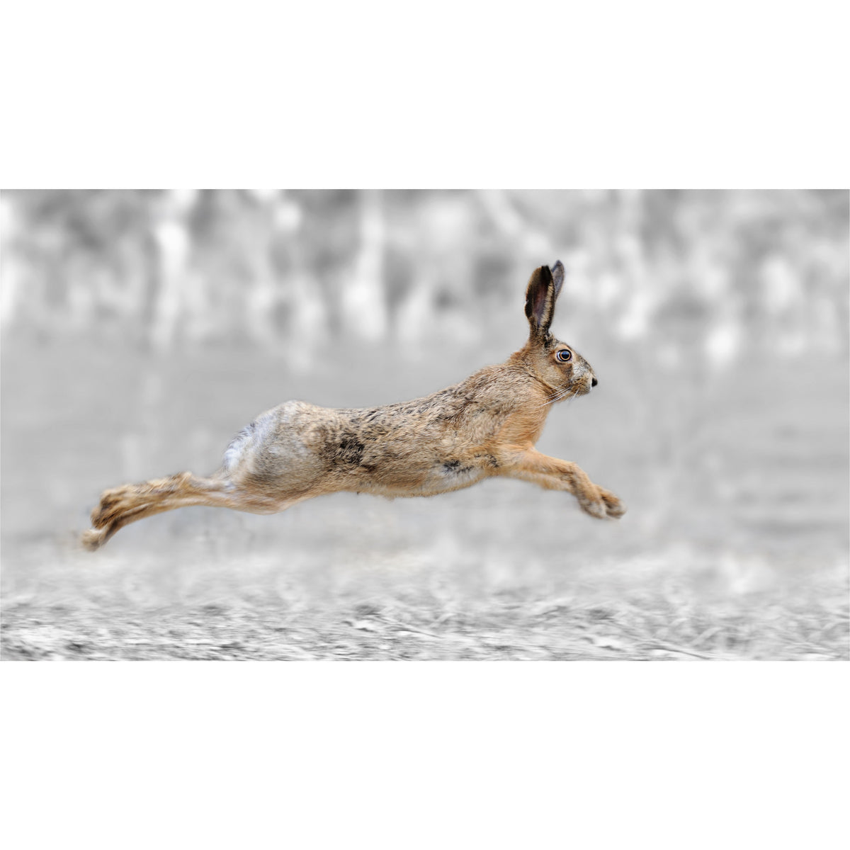 Hare Racing freeshipping - Beautiful Spaces Store