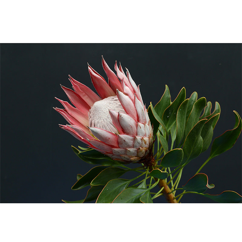 Protea Flower freeshipping - Beautiful Spaces Store