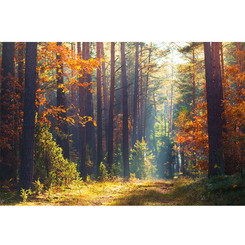 Autumn Forest freeshipping - Beautiful Spaces Store