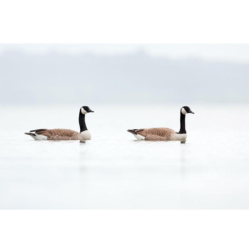 Ducks on a Lake freeshipping - Beautiful Spaces Store