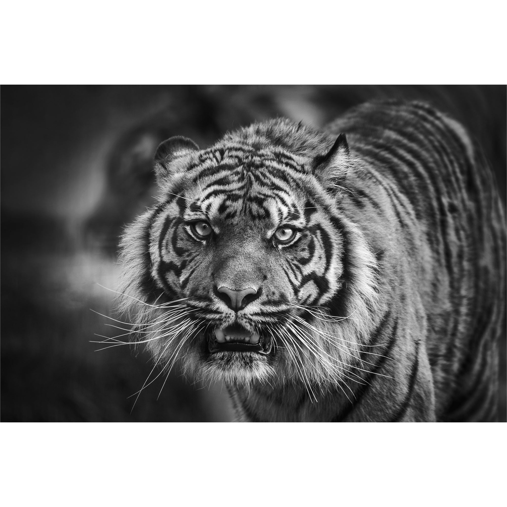 Black and White Tiger freeshipping - Beautiful Spaces Store