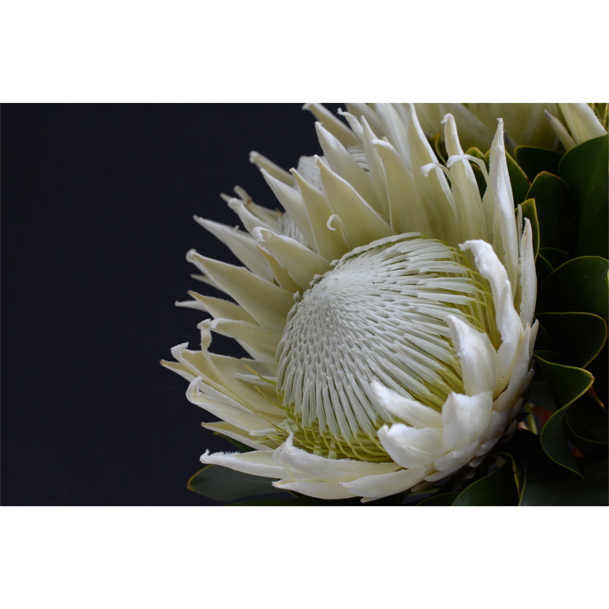 White Protea freeshipping - Beautiful Spaces Store