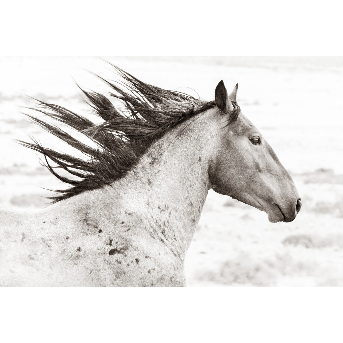 Black and White Horse freeshipping - Beautiful Spaces Store