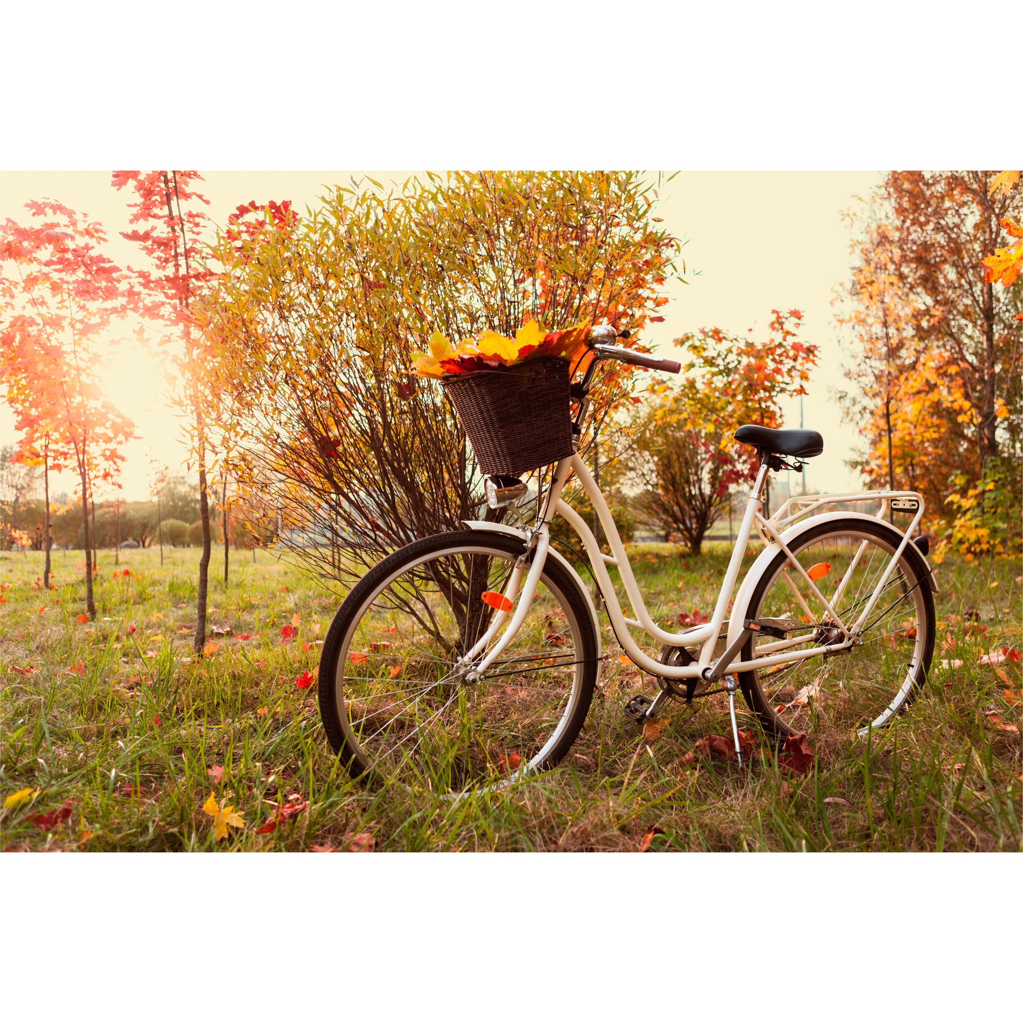 Bicycle freeshipping - Beautiful Spaces Store