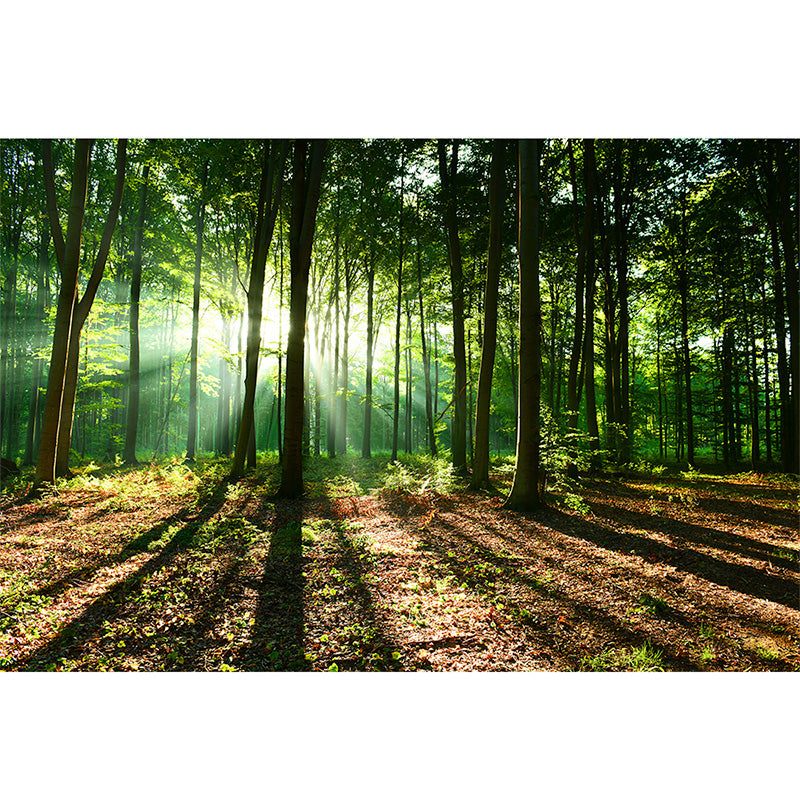 Sunsrise in Forest freeshipping - Beautiful Spaces Store