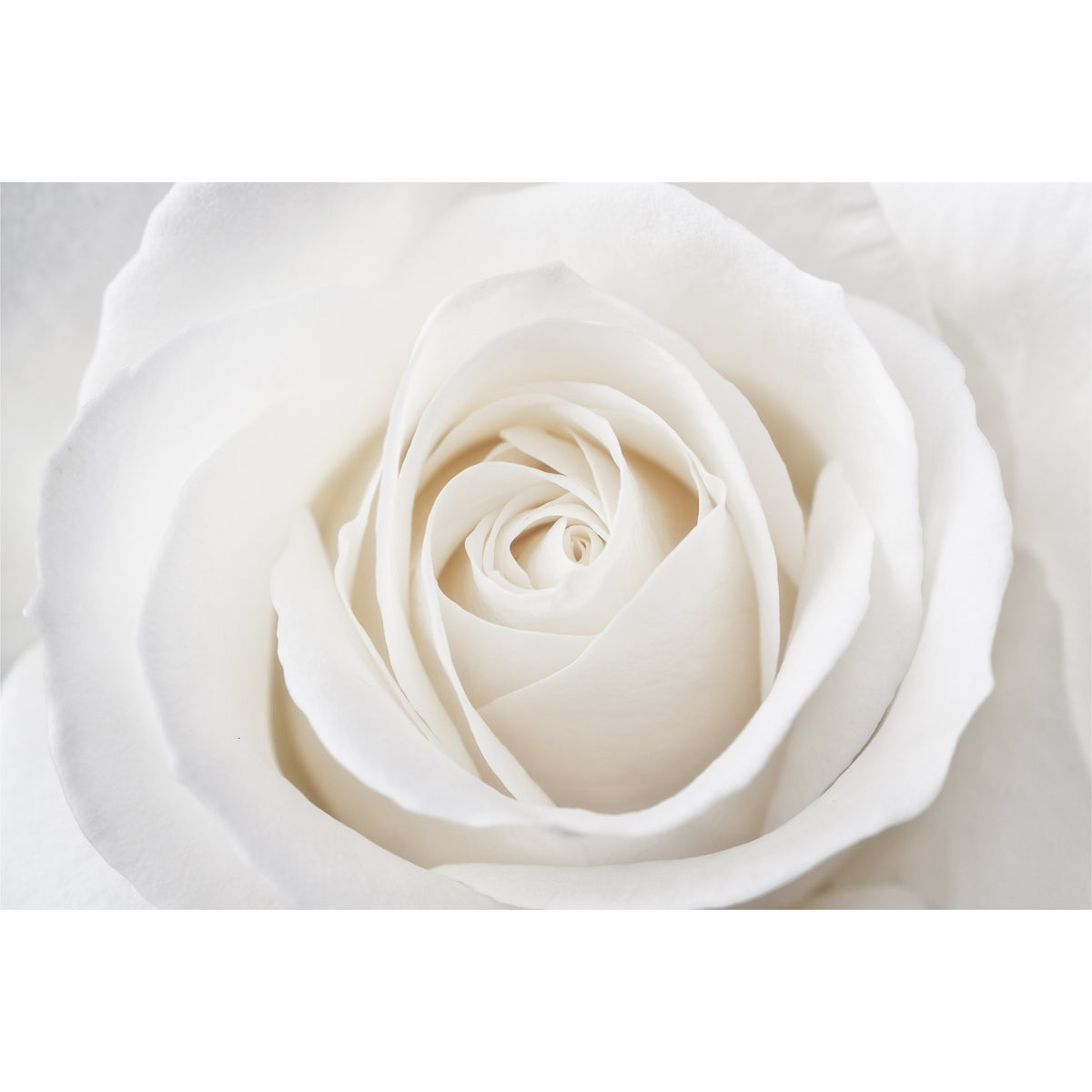 White Rose