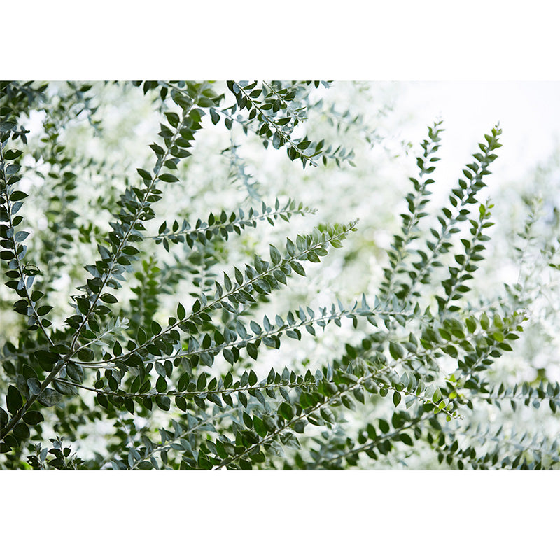 Ferns freeshipping - Beautiful Spaces Store