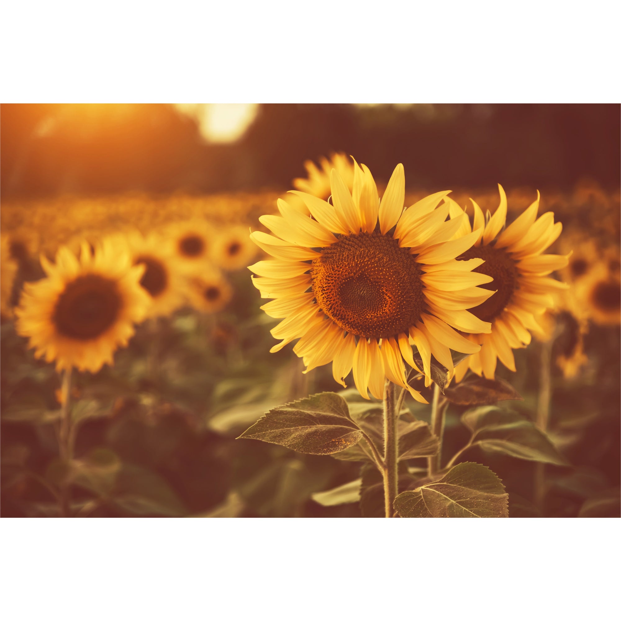 Sunflower freeshipping - Beautiful Spaces Store