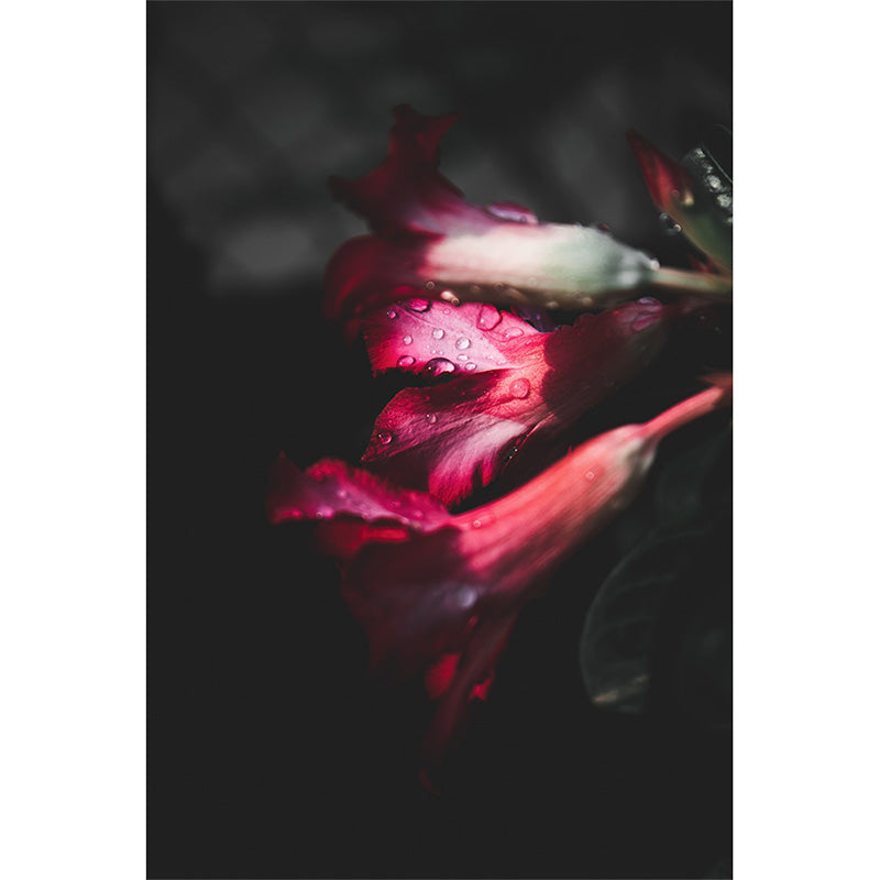 Droplets on Flower Petals freeshipping - Beautiful Spaces Store