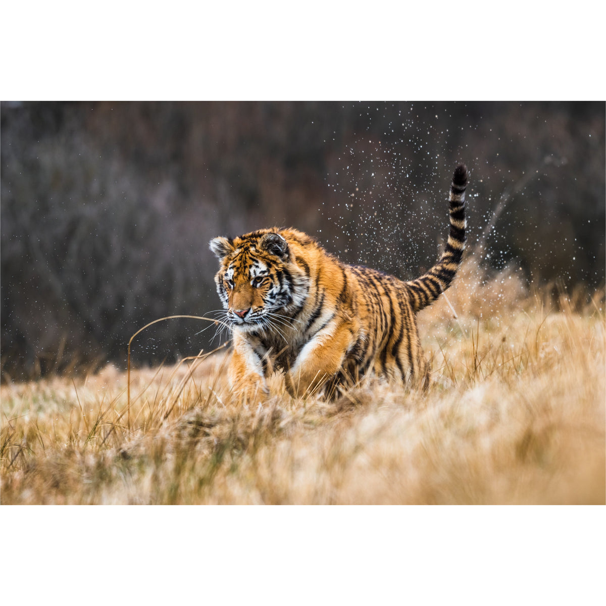 Tiger Chase