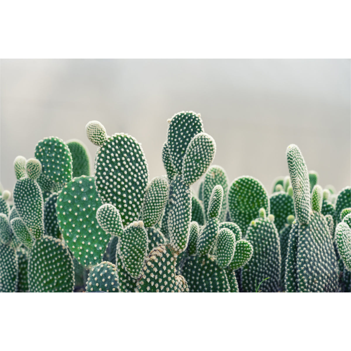 Cactus Green freeshipping - Beautiful Spaces Store