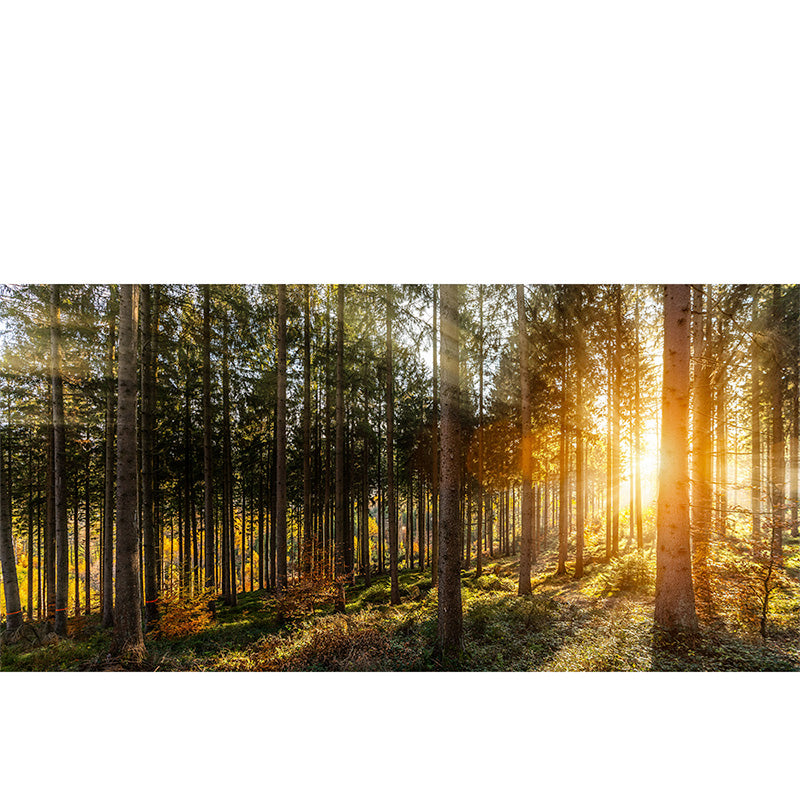 Sun Rays Through Trees freeshipping - Beautiful Spaces Store