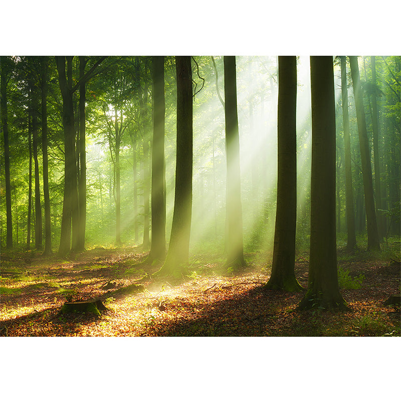 Mystical Forest freeshipping - Beautiful Spaces Store