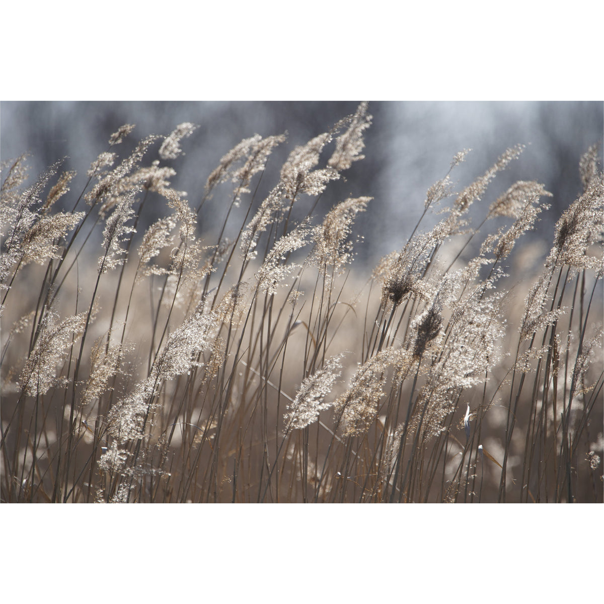 Wheat freeshipping - Beautiful Spaces Store