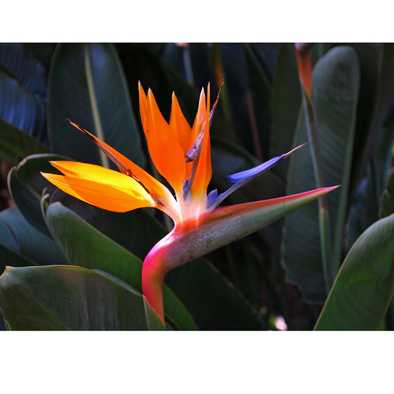 Strelitzia freeshipping - Beautiful Spaces Store