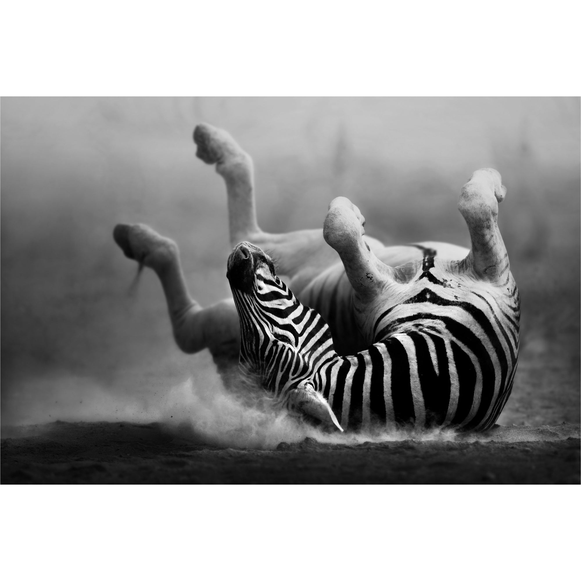 Zebra Black and White freeshipping - Beautiful Spaces Store