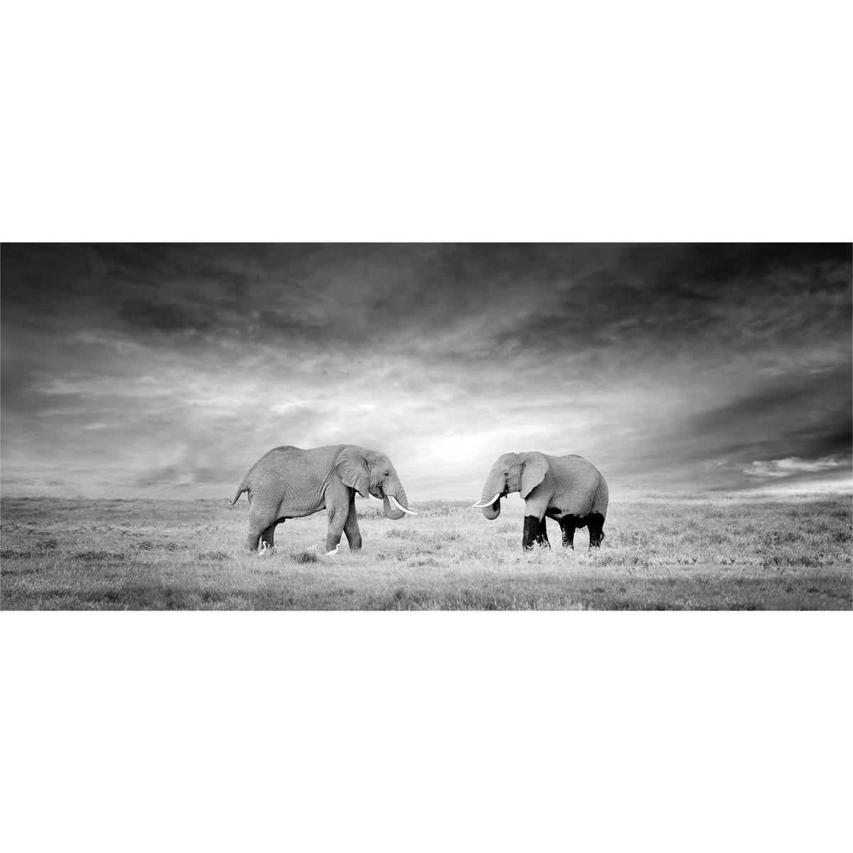 Black and White Elephants freeshipping - Beautiful Spaces Store