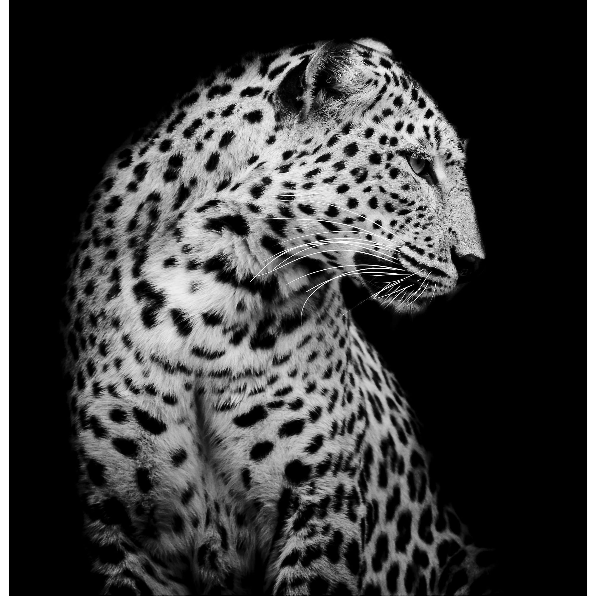 Proud Cheetah freeshipping - Beautiful Spaces Store