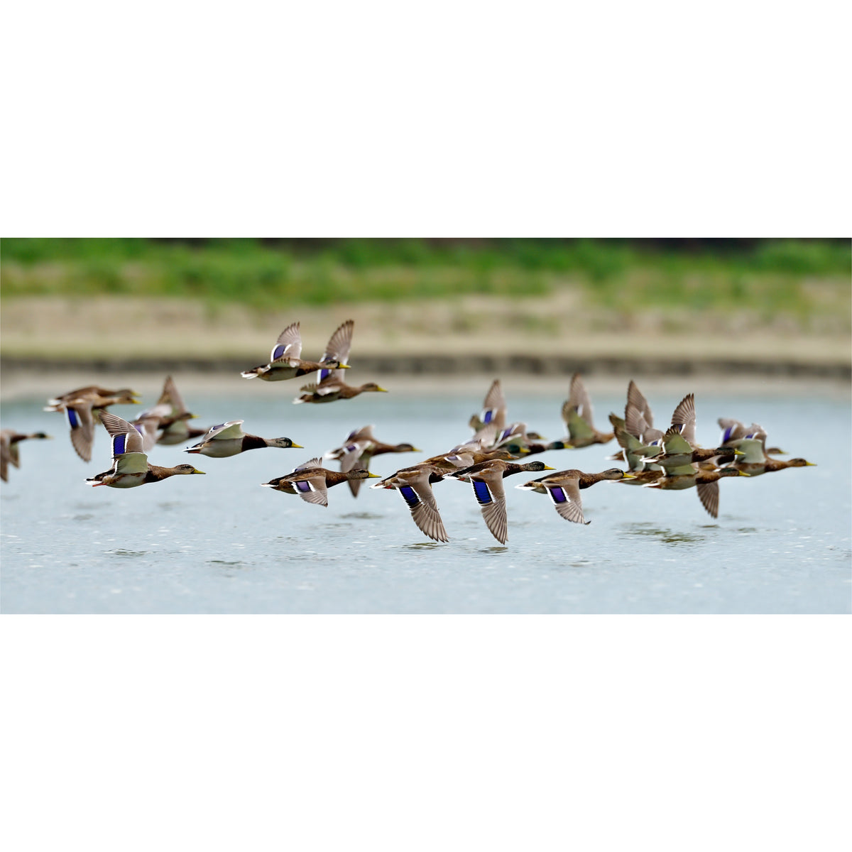 Ducks Flying freeshipping - Beautiful Spaces Store