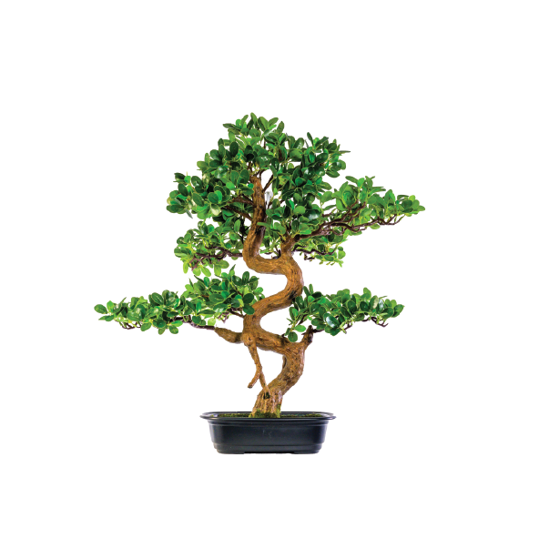 Bonsai Tree 68cm freeshipping - Beautiful Spaces Store