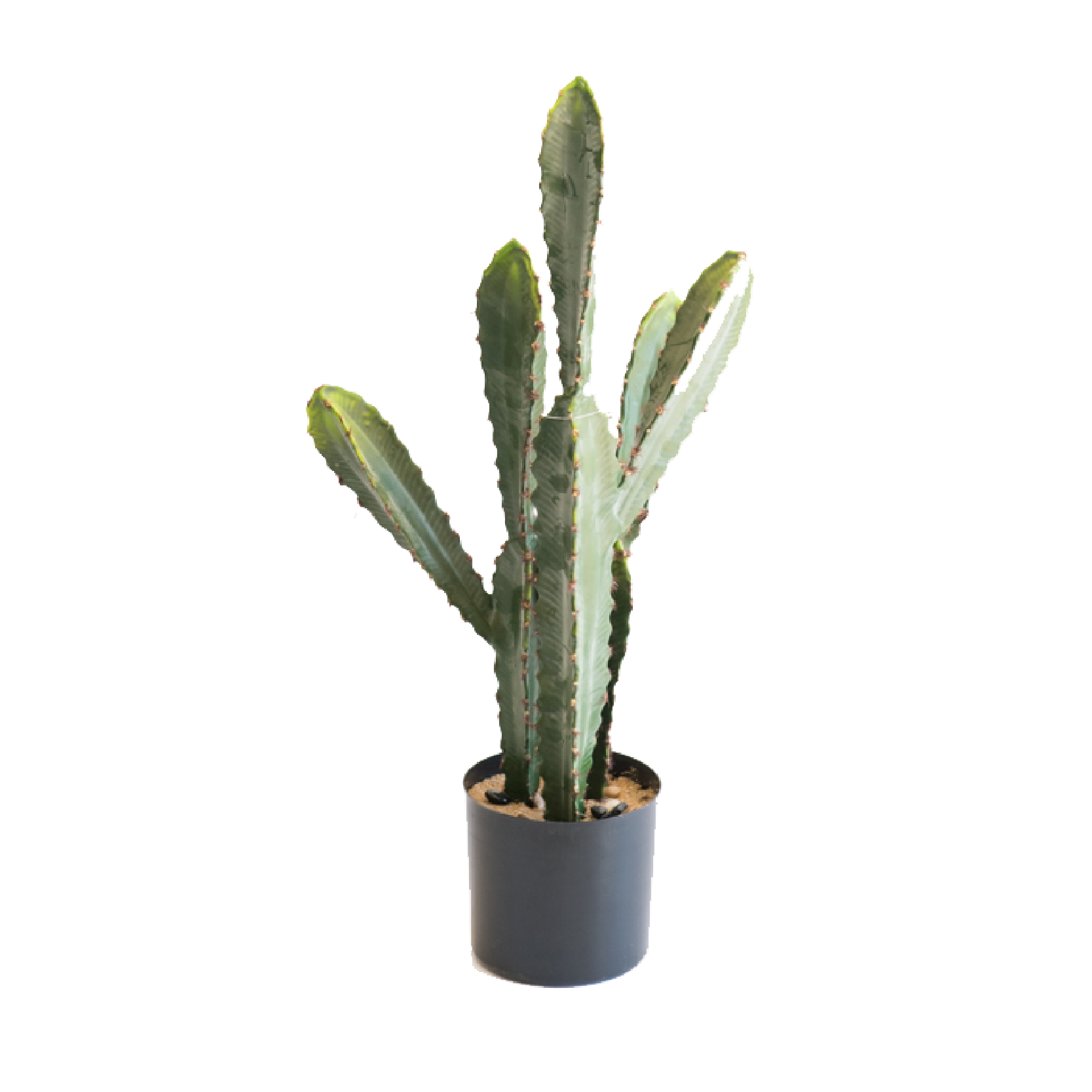 Cactus 59cm freeshipping - Beautiful Spaces Store