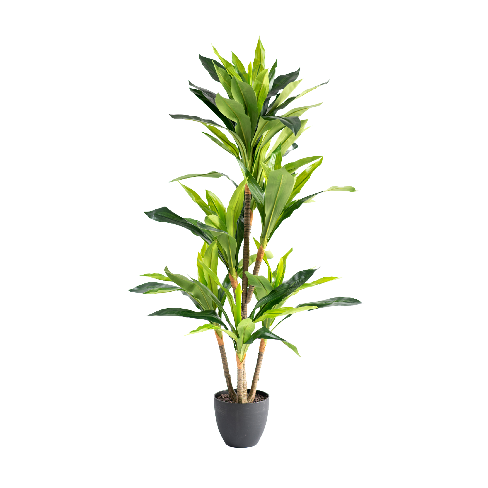 Dracaena 130cm freeshipping - Beautiful Spaces Store