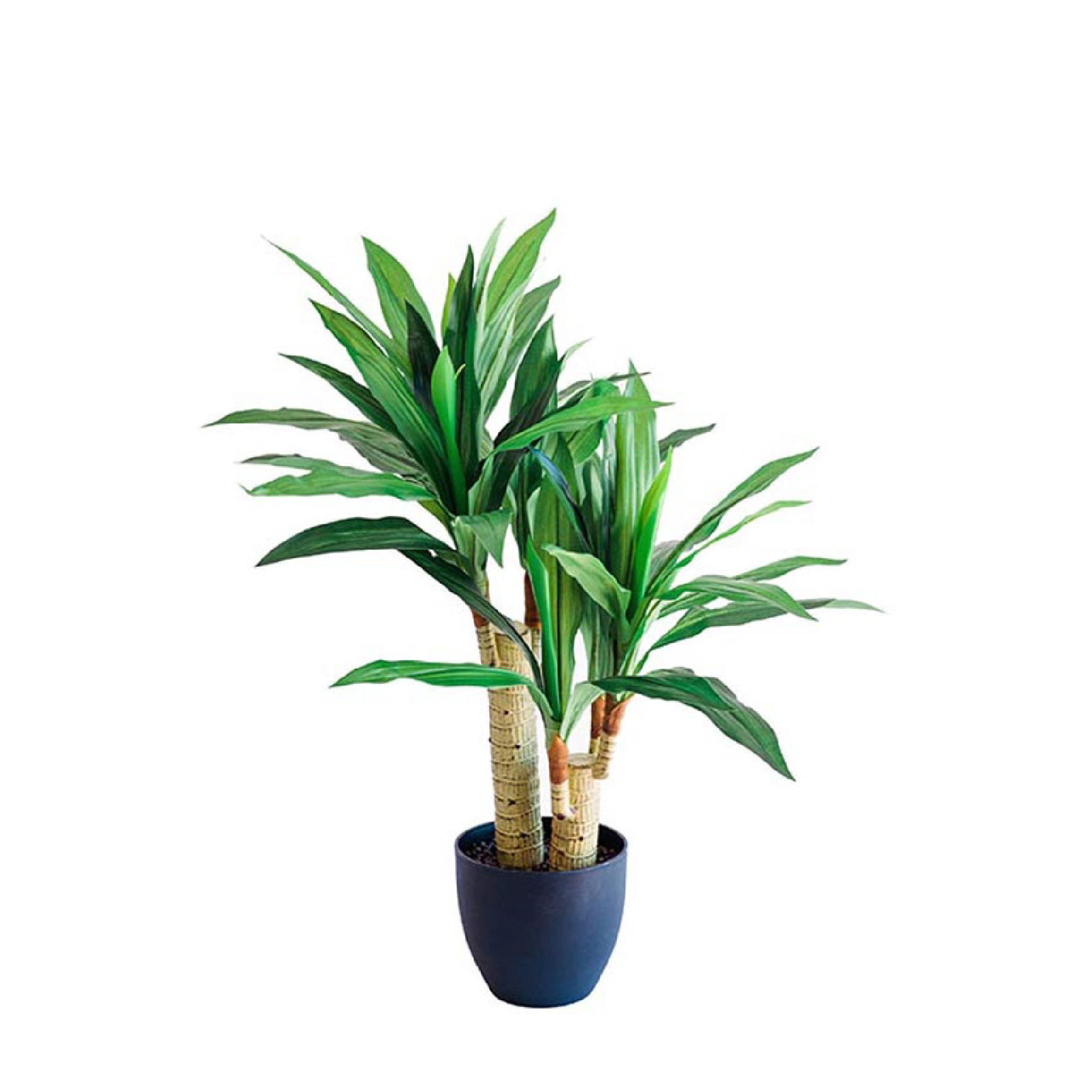 Dracaena 80cm freeshipping - Beautiful Spaces Store