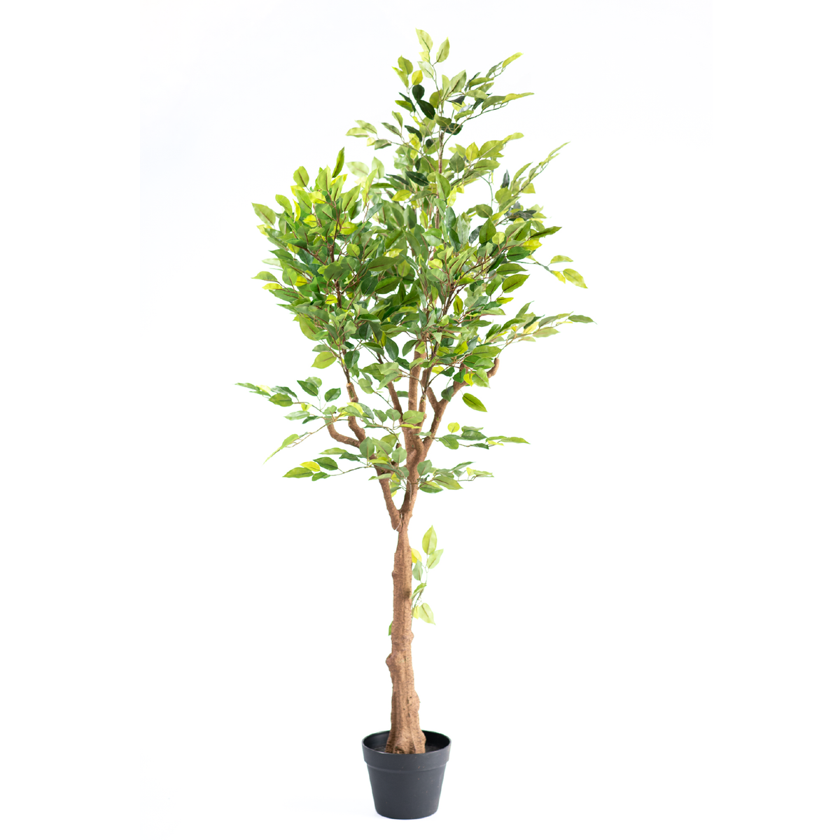 Ficus Mini Tree 135cm freeshipping - Beautiful Spaces Store