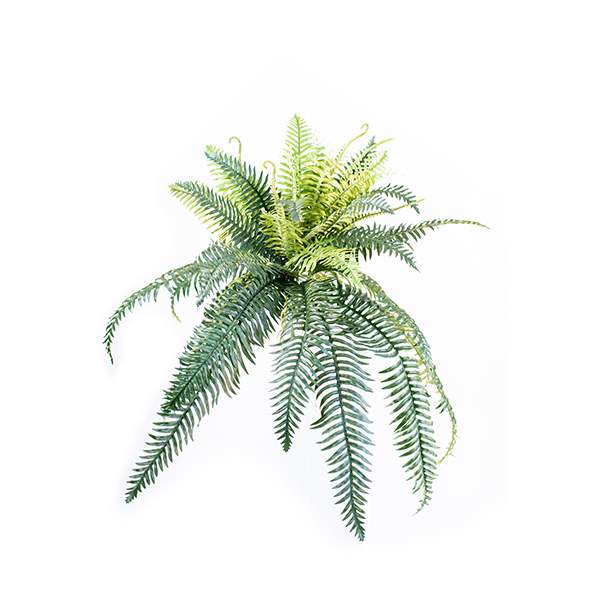 Fern Horse Tail 75cm freeshipping - Beautiful Spaces Store