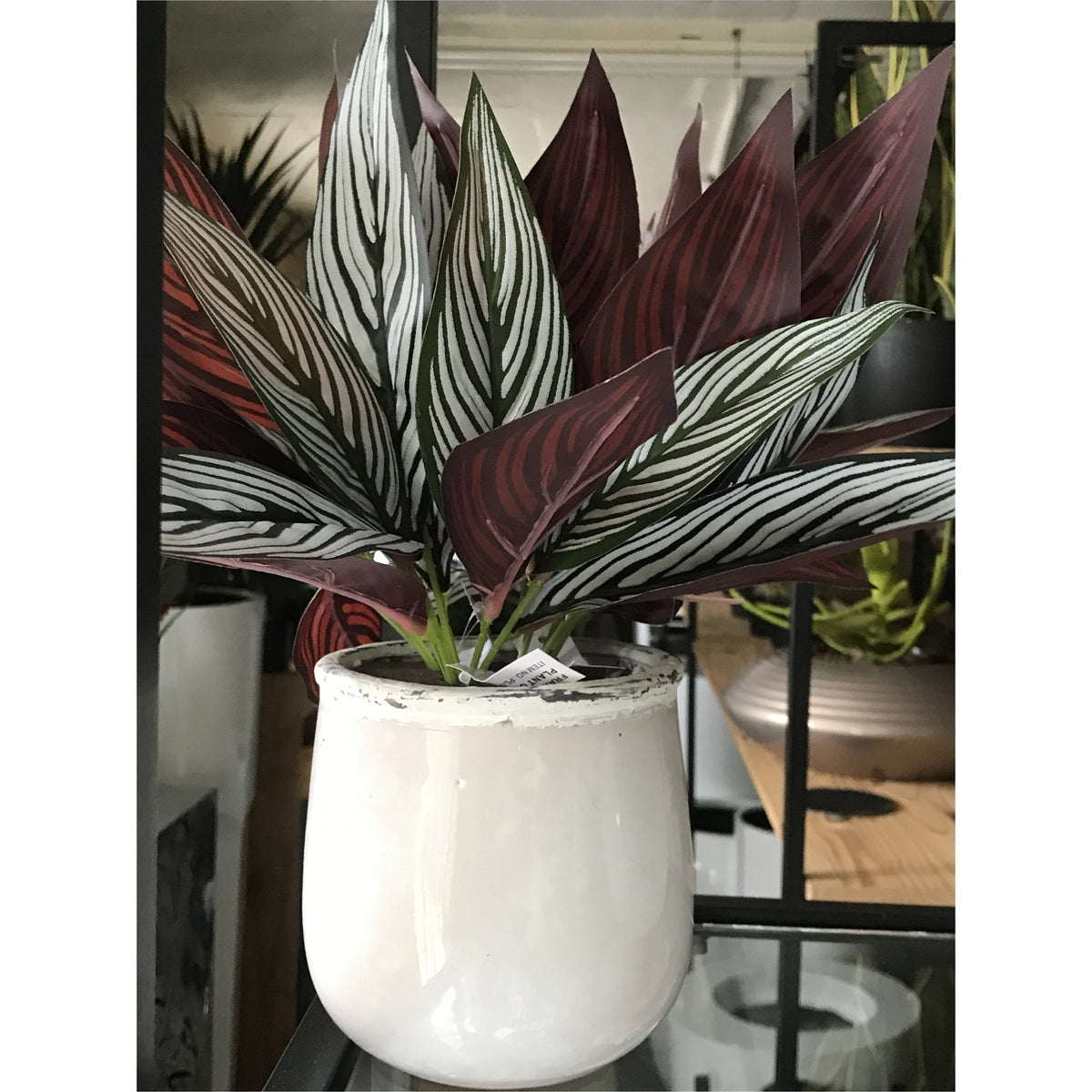 Peacock Maranta Bush 30cm Real Touch freeshipping - Beautiful Spaces Store