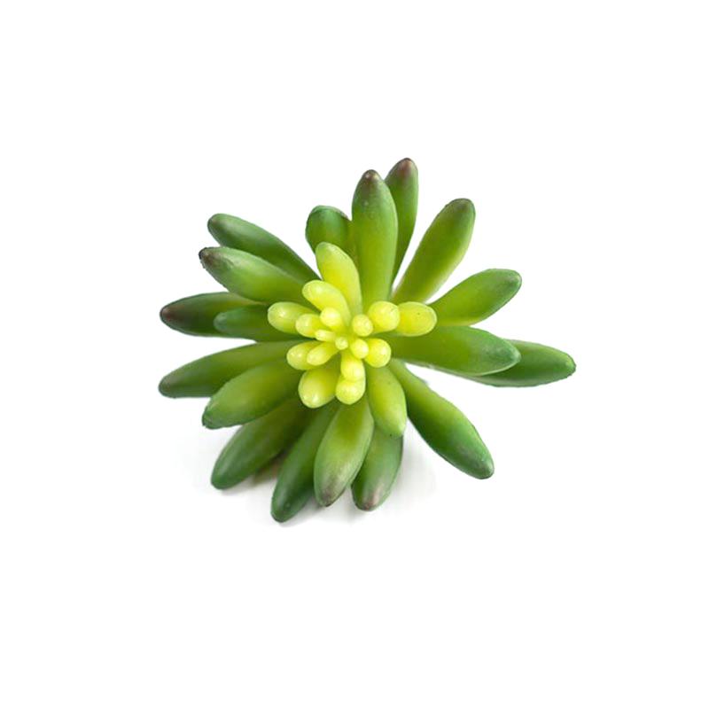 Succulent Echiveria Hookerli 9cm freeshipping - Beautiful Spaces Store