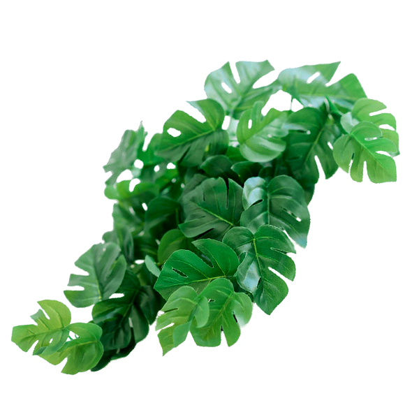 Hanging Monstera 50cm freeshipping - Beautiful Spaces Store