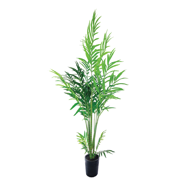 Butterfly Palm 230cm freeshipping - Beautiful Spaces Store