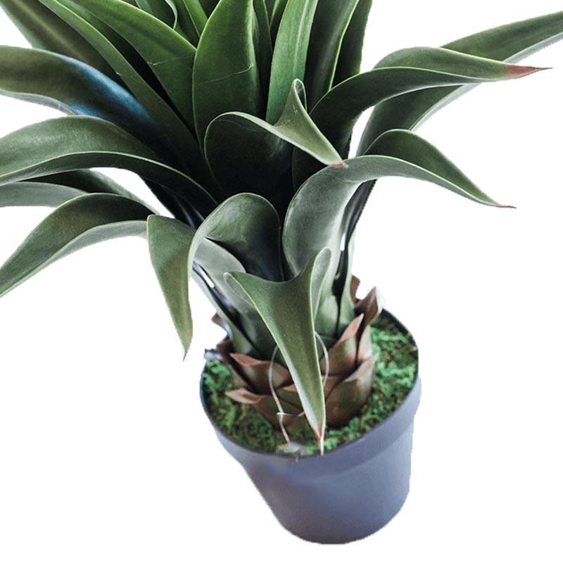 Agave 55cm freeshipping - Beautiful Spaces Store