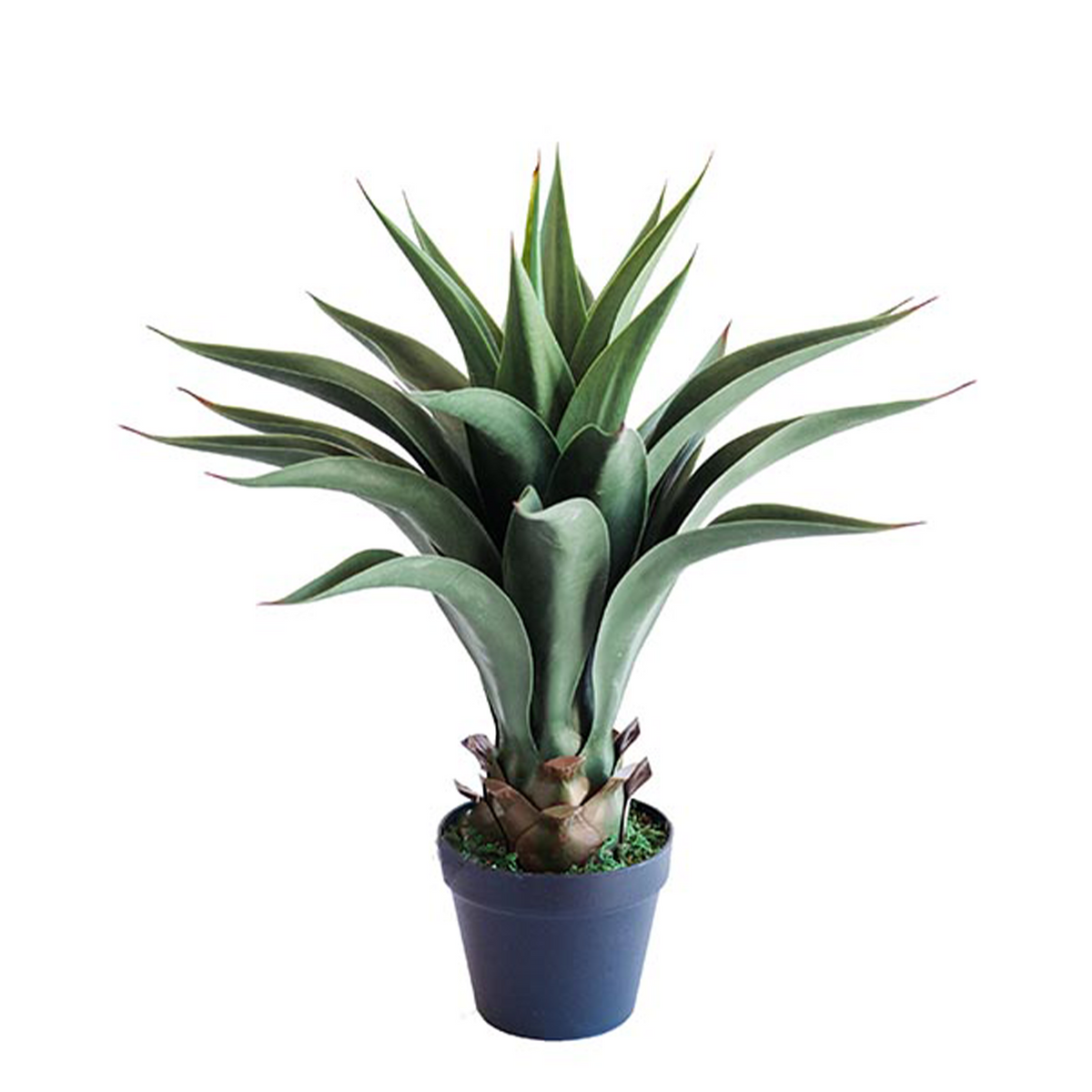 Agave 55cm freeshipping - Beautiful Spaces Store