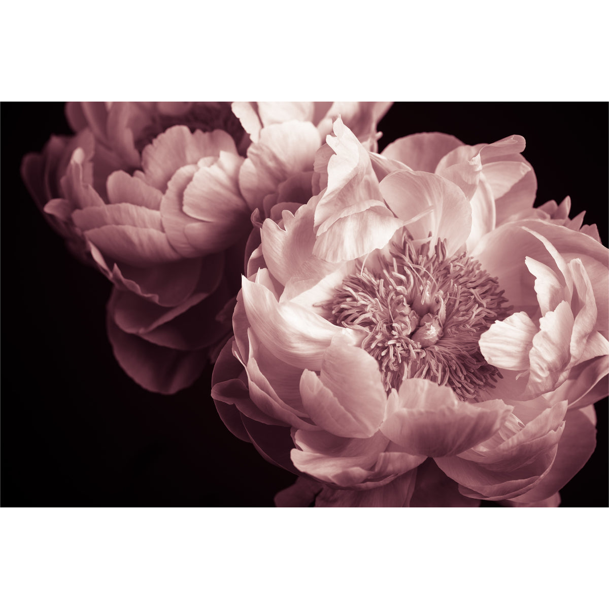 Pink Flower Black Background freeshipping - Beautiful Spaces Store