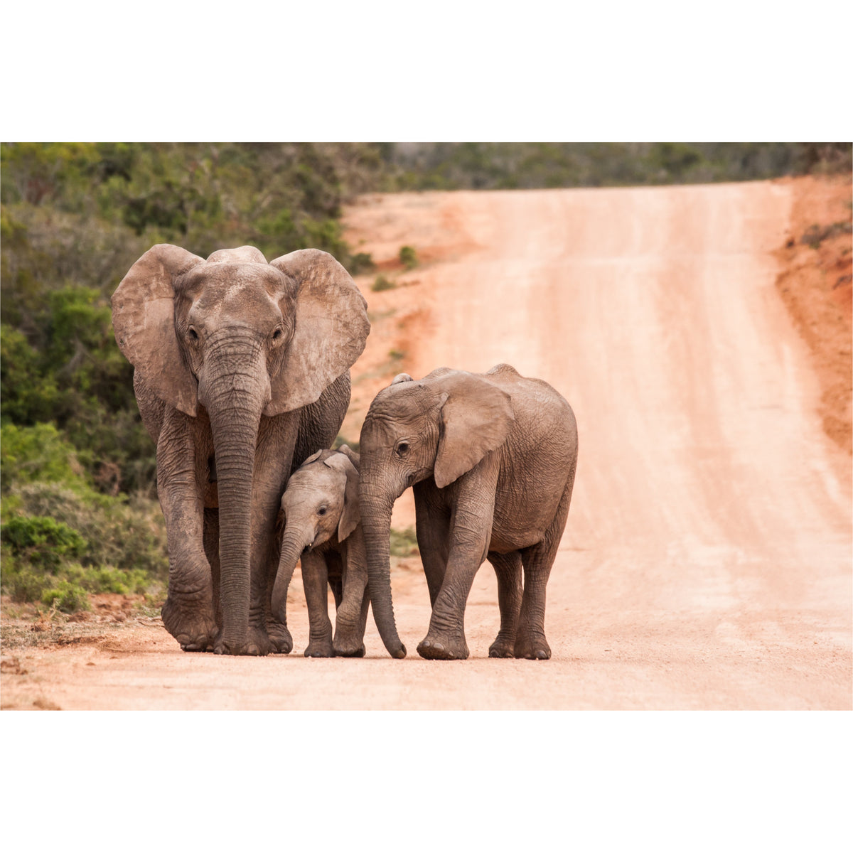 Elephant Family freeshipping - Beautiful Spaces Store