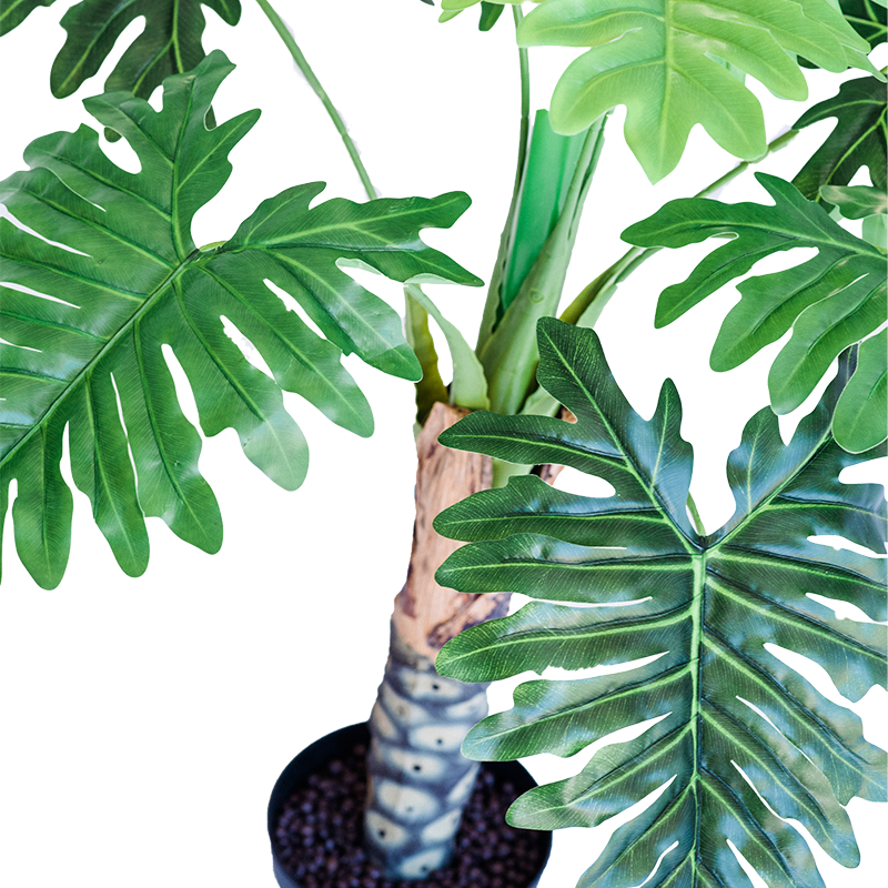 Philodendron 90cm freeshipping - Beautiful Spaces Store