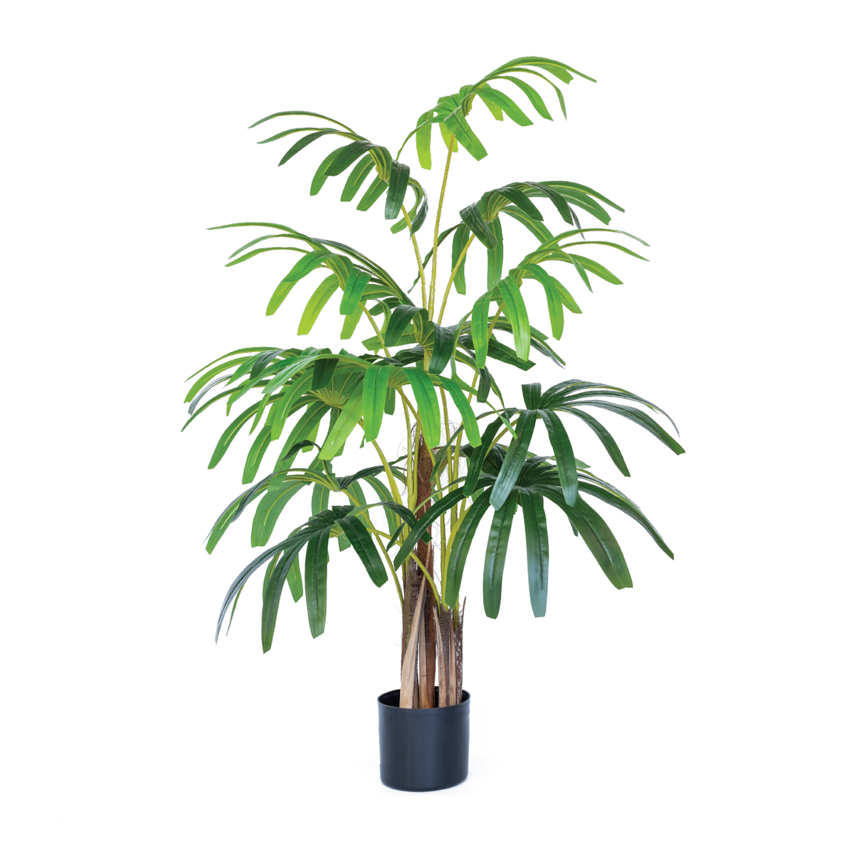 Rhaphis Palm 120cm freeshipping - Beautiful Spaces Store