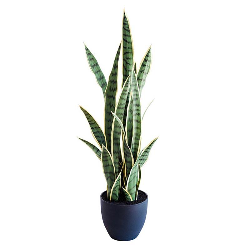 Sansevieria Yellow Green 86cm freeshipping - Beautiful Spaces Store