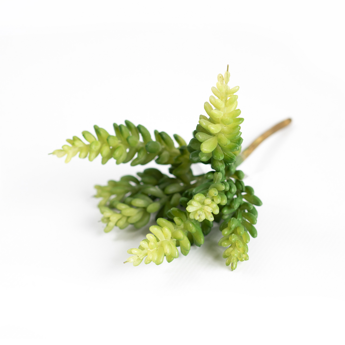 Succulent Sedum 18cm freeshipping - Beautiful Spaces Store