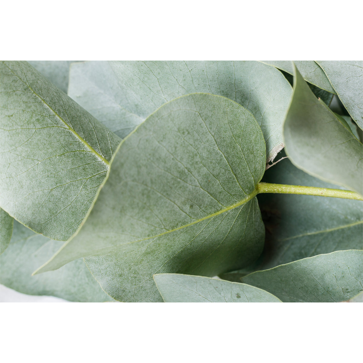 Eucalyptus Leaves