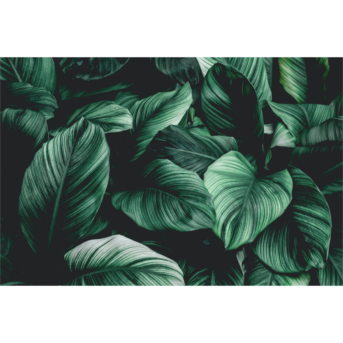 Tropical Leaves