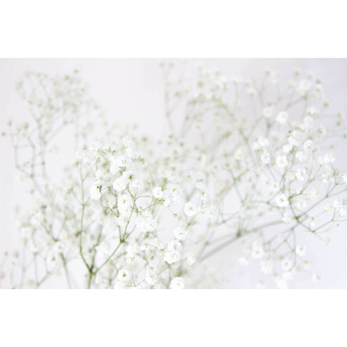 Gypsophila Flowers