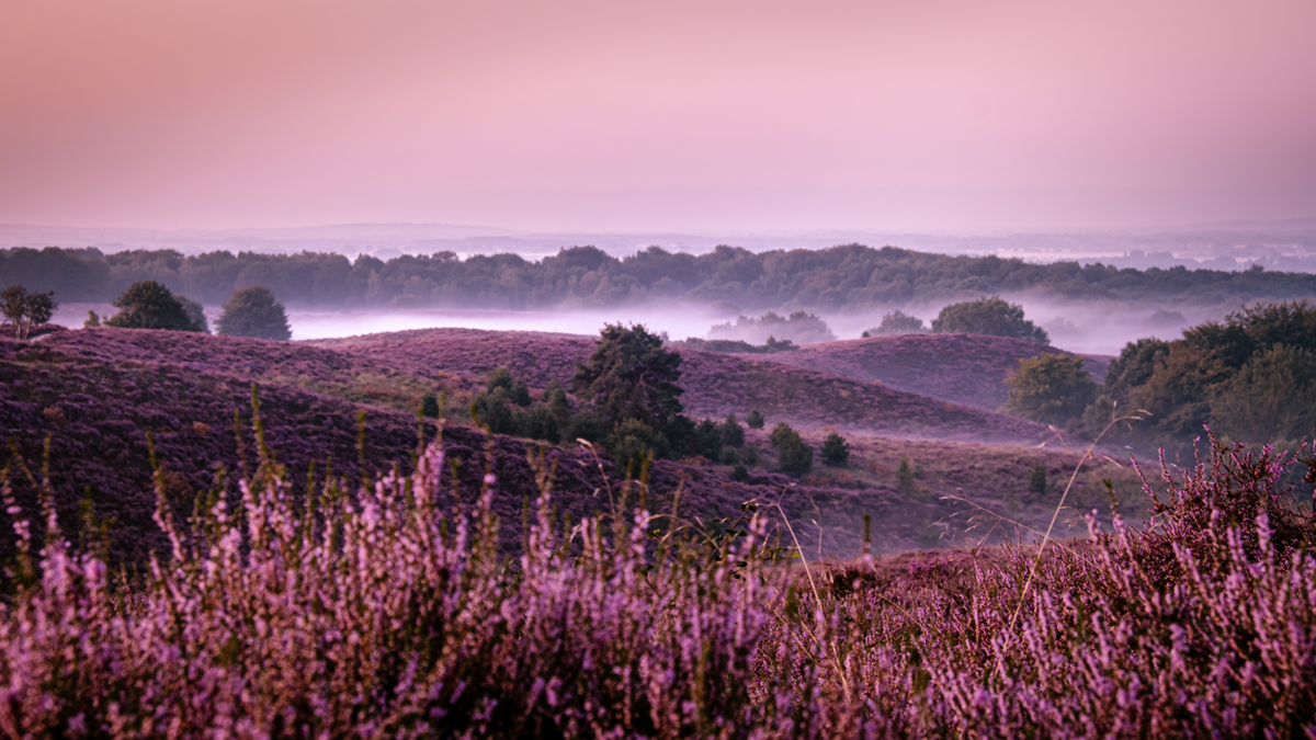 Foggy Purple Sunrise